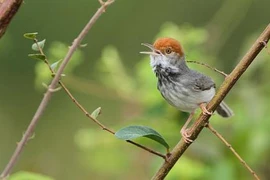 New species of bird in Cambodia. (Source: Science Daily)
