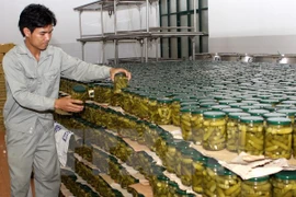 Inside a packaged baby cucumber plant (Photo:VNA)