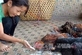 A child contacts with fowls in Phnom Penh (Source: AFP/VNA) 