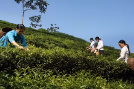 Tea harvesting at Tan Lap Commune, in Moc Chau District, Sơn La Province in the Northwest region. (Photo: VNA)