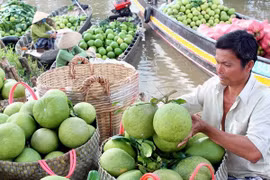 Nam Roi grapefruits are sold in the Mekong Delta province of Vinh Long. (Photo: VNA)