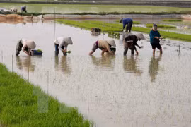 Farmers plant rice seedlings in Hanoi's Ung Hoa district (Photo: VNA)