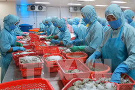 Shrimp processing. (Photo: VNA)