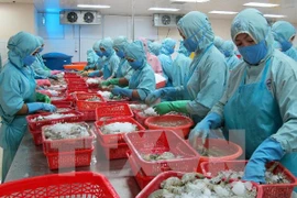Shrimp processing. (Photo: VNA)