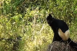 A Delacour's langur (Trachypithecus delacouri) (Source: VNA)