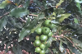 Dak Nong province will invest more than 52.7 million USD in an ambitious plan to plant macadamia trees. (Photo: VNA)
