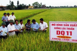 A paddy field in Ninh Binh province (Photo: VNA) 