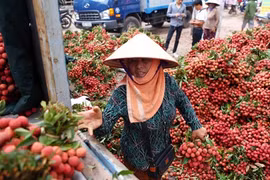 In early June, France's Jeune Thanh Binh Co imported the first batch of lychees to France by air, opening more opportunities for other fruit exports as well, such as longan, mango and dragon fruit (Photo: VNA)