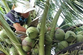 Ben Tre coconuts (Photo: VNA)