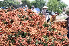 Bac Giang expects to have 150 hectares and 170 hectares of lychee cultivation certified as GlobalGAP crops by 2016 and 2017, respectively. Photo: VNA