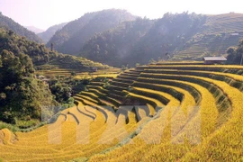 Sa Pa terraces is one of the seven most beautiful and spectacular terraces in Asia and the world. (Photo: VNA)