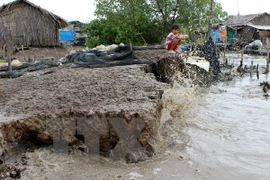 Climate change has great impacts on livelihoods in Song Doc town, Tran Van Thoi District, Ca Mau province. (Photo: VNA)
