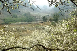 Plum flowers seen along a path leading to Ngu Dong Ban On, a cave system near the farm town of Moc Chau (Photo: VNA)