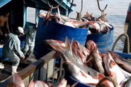 US Senator: No reason for trade war with VN over fish