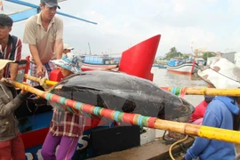 A tuna is carried to the mainland at the fishing port of Ward 6, Tuy Hoa city, Phu Yen province (Photo: VNA)