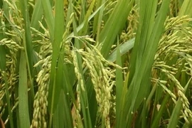 August sees slight rise in rice exports (Photo: VNA)