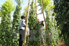 Pepper farm. (Illustrative image. Source: VNA)