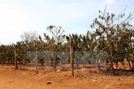 Drought damage coffee trees (Photo: VNA)