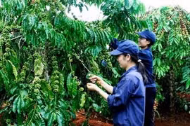 Central Highlands economy achieves good growth 