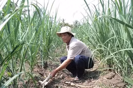 A farmer plants sugar cane trees in the southern province of Hau Giang with support from the Can Tho Sugar Joint Stock Company. The firm is one among 65 Vietnamese enterprises granted year 2014's national quality awards. (Photo: casuco.com.vn)