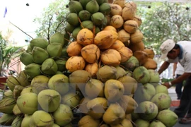 Coconut - a famous fruit of southern Ben Tre province (Photo: VNA)