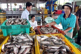 Fish trading at Tac Cau fishing port, in Chau Thanh district, Kien Giang. Photo: VNA 