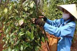 Vietnamese pepper export earnings exceeded 1 billion USD by the middle of September (Source: Internet)