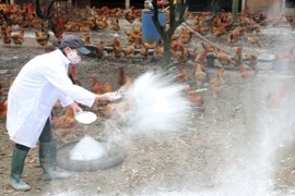 A veterinarian worker spreads disinfectant powder at a chicken farm (Photo: VNA) 