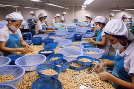 Workers process cashew for export (Photo: VNA)