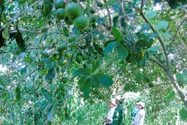 People visit a macadamia garden on a farm. (Photo: VNA) 