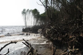 A coastal preventive forest is eroded (Photo: VNA)