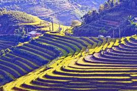 Mu Cang Chai terraced rice fields