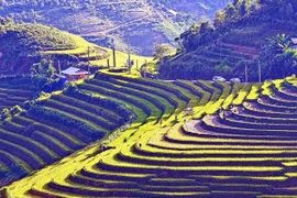 Mu Cang Chai terraced rice fields
