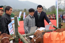 President Truong Tan Sang (first, right) presents cows to poor residents in Trung Khanh district, Cao Bang province (Photo: VNA)