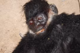 Dead Ha Tinh langur, an endangered primate species included in Vietnam's red book, was illegally transported. (Photo: Phong Nha-Ke Bang National Park)