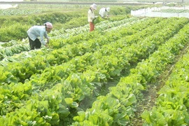 Farmers harvest safe vegetable in Tien Phong commune of Hanoi's Me Linh district (Photo: VNA)