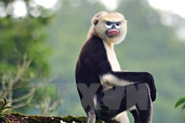 Experts have noted Vietnam’s rich biodiversity, which makes up about 10 percent of global organisms (Photo:VNA)