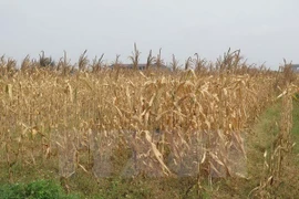 A maize field is damaged by drought in Nghe An province (Photo: VNA)