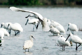 Efforts are called for conservation of biodiversity for sustainable development (Photo: VNA)