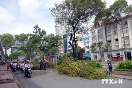 Removing trees at the site of Metro line No.5 (Photo: VNA)