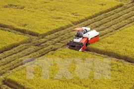 Harvesting rice in Mekong Delta province of Hau Giang (Photo: VNA)