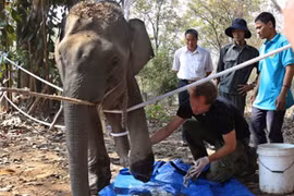 An elephant is checked by experts after being rescued from a hunter's trap in the Central Highlands province of Dak Lak. (Photo: Vietnamnet)