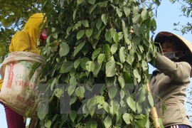 Farmers are harvesting peppercorn (Photo: VNA) 