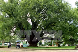 A Long nao tree, scientifically known as Cinnamomum Camphora, at Bao Dai Palace in the Central Highlands province of Dak Lak officially received the Vietnam Heritage Tree title on December 17, 2014 (Photo: VNA)