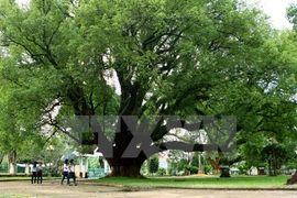 A Long nao tree, scientifically known as Cinnamomum Camphora, at Bao Dai Palace in the Central Highlands province of Dak Lak officially received the Vietnam Heritage Tree title on December 17, 2014 (Photo: VNA)