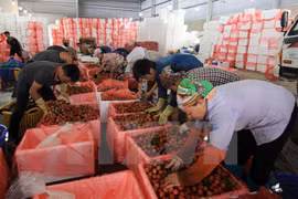 Lychees are prepared for export (Photo: VNA)