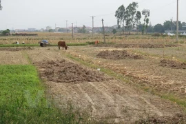 Crops are dried up. (Photo: VNA)