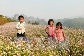 The buckwheat (Fagopyrum Esculentum) plant grows in clusters of small pinkish white flowers and produces triangular shaped edible seeds (Photo: VNA)