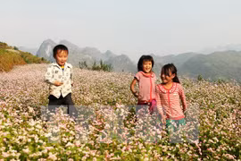 The buckwheat (Fagopyrum Esculentum) plant grows in clusters of small pinkish white flowers and produces triangular shaped edible seeds (Photo: VNA)