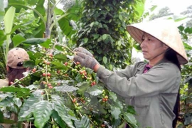 A farmer harvest coffee (Photo: VNA)